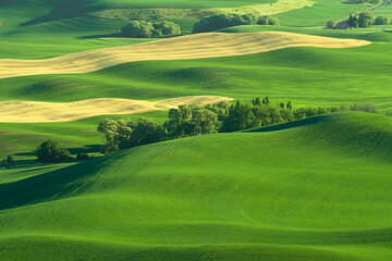 Fototapeta na wymiar Green rolling hills of farmland wheat fields seen from the Palouse in Washington State USA