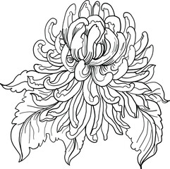 outline Chrysanthemum flower isolate on white background.Hand drawn Chinese flower tattoo.