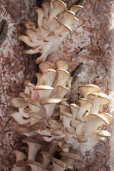 growing mushrooms, oyster mushroom