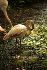 flamingo in the zoo