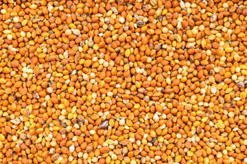 background - chumiza siberian millet seeds