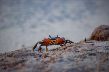Closeup of a red crab on beach