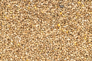 Fototapeta background - whole-grain barnyard millet seeds obraz