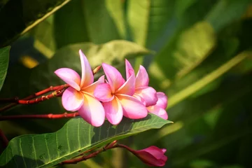 Fotobehang pink plumeria flower © salman