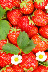 Strawberries berries fruits strawberry berry fruit with leaves and blossoms portrait format...
