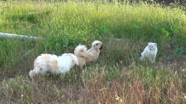 Yumaklar, Antalya, Turkey - 27th of May 2021: 4K Brave Scottish fold cat meets two Pekinese dogs, zoom out
