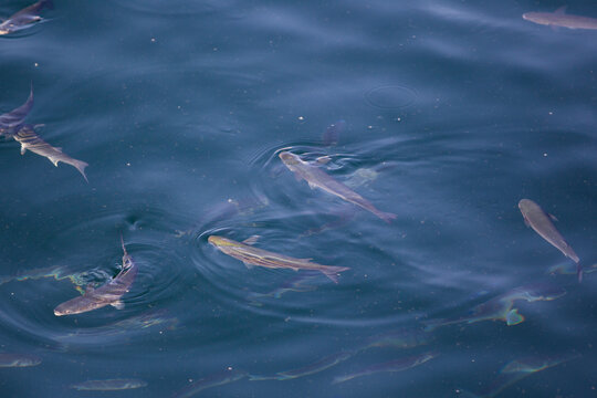 Mullet Fish Facts Mugil Cephalus AZ Animals, 56% OFF