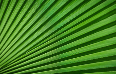 Summer background concept, colorful green tropical palm leafs close up