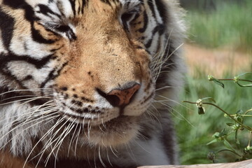 this is a Panthera tigris tigris 