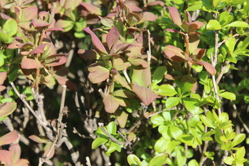 Red-green leaves.