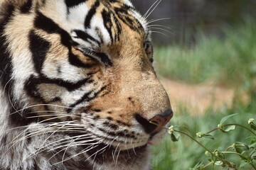 this is a Panthera tigris tigris 