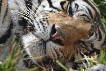 this is a Panthera tigris tigris 