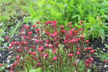 Small beautiful flowers.