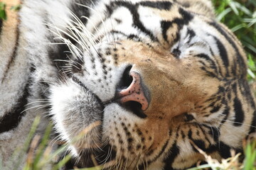 this is a Panthera tigris tigris 