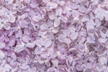 Large canvas image of pink lilac flowers overlapping each other