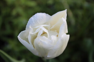 Water drops on the petals of a white tulip. Macro.