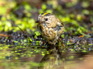 Yellow-headed beetle at the watering hole.