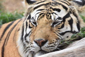 Fototapeta na wymiar this is a Panthera tigris tigris 