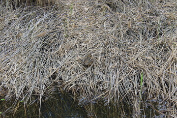 Wild duck sits on dry grass.