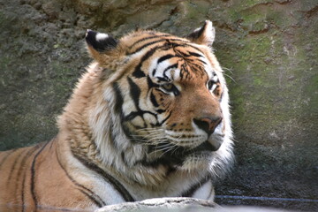 this is a Panthera tigris tigris 