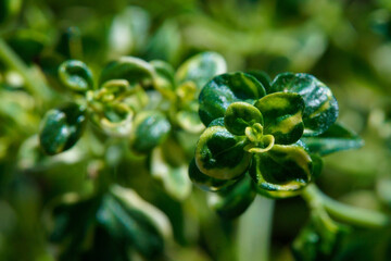 extreme close-up of a lemon thyme plant