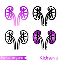 Kidneys vector icon isolated on white background