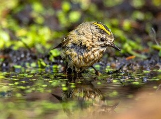 Yellow-headed beetle at the watering hole.