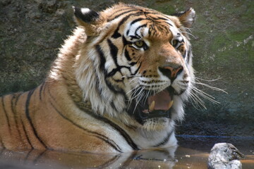 this is a Panthera tigris tigris 