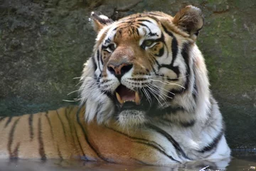 Tuinposter this is a Panthera tigris tigris  © Branco