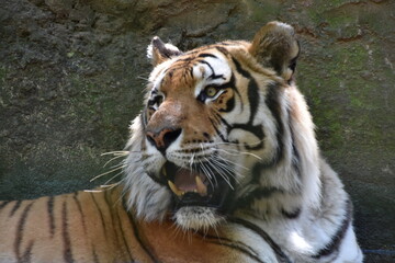 this is a Panthera tigris tigris 