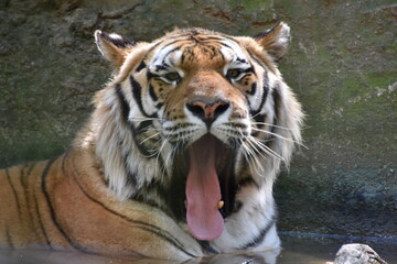 this is a Panthera tigris tigris 