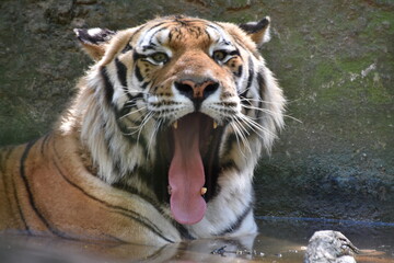 this is a Panthera tigris tigris 