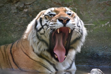 this is a Panthera tigris tigris 