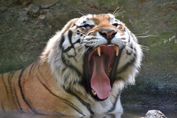 this is a Panthera tigris tigris 