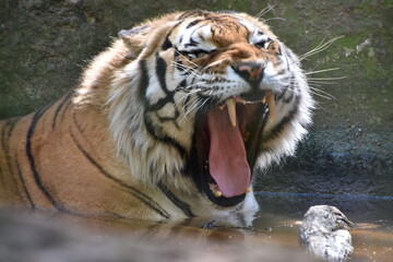 this is a Panthera tigris tigris 