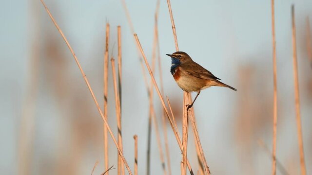 Bluethroat bird close up ( Luscinia svecica )	