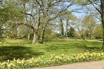 Le bois du parc derrière un parterre de tulipes au début du printemps au château de Grand-Bigard à l'ouest de Bruxelles