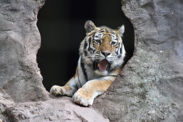 this is a Panthera tigris tigris 