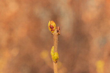 Buds on trees in spring. Tree buds in spring. Young large buds on branches. spring background.