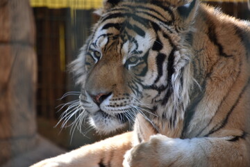 this is a Panthera tigris tigris 
