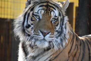this is a Panthera tigris tigris 