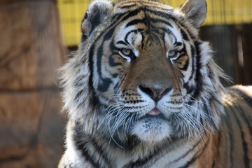 this is a Panthera tigris tigris 
