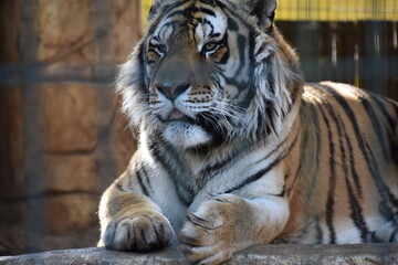 this is a Panthera tigris tigris 