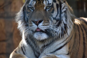 this is a Panthera tigris tigris 