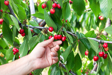 Farmer picking organic red sweet cherry