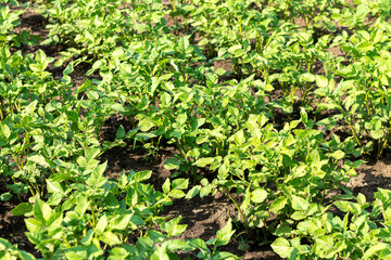 Beds of young organic potato plants growing in vegetable farm
