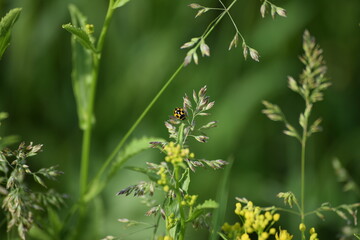14-spot Ladybug