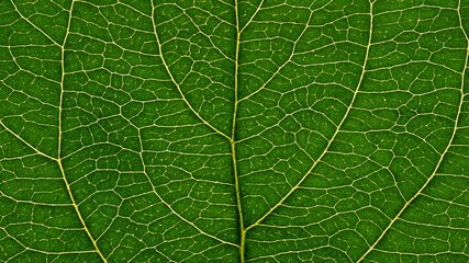 Fresh leaf of fruit tree close-up. Green and yellow mosaic pattern of a net of veins and plant cells. Abstract natural background on a floral theme. Dark summer wallpaper. Macro