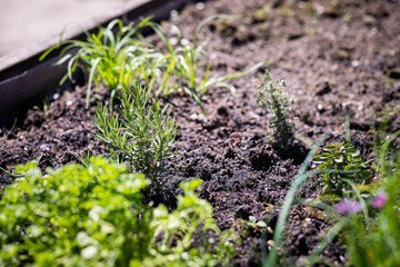 Plantation de plante aromatique dans un bac de terre