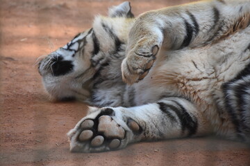 this is a Panthera tigris tigris 